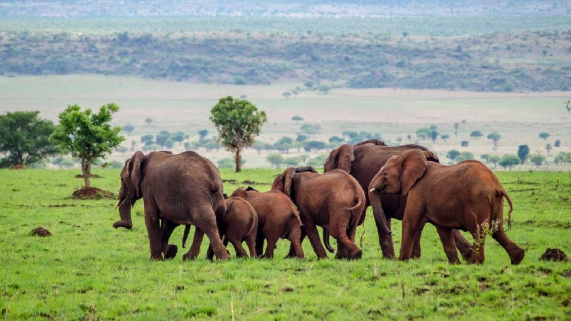 3 Days Kidepo Valley Safari from Gulu | Gulu Tours