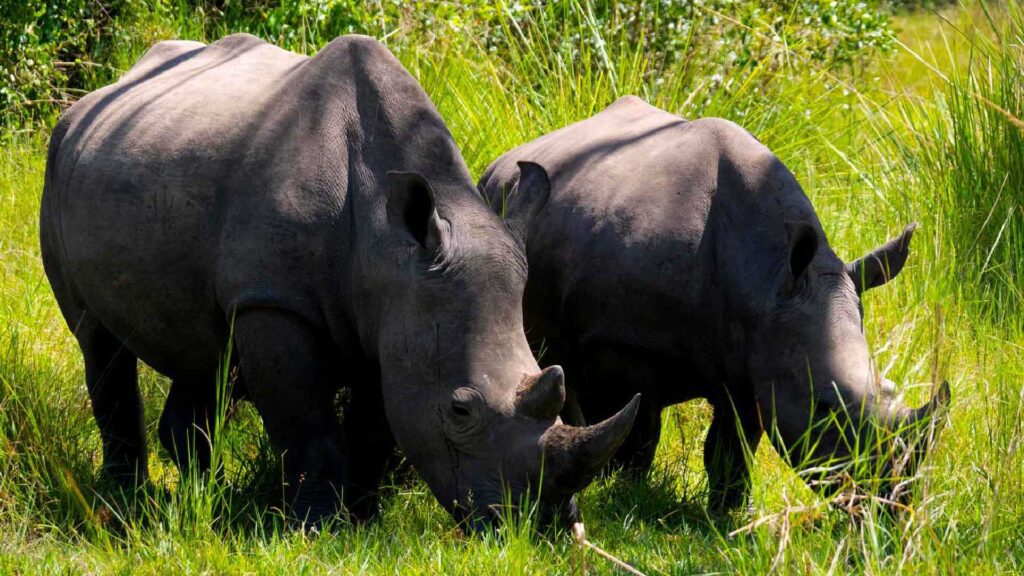 Ziwa Rhino Sanctuary - Gulu Tours