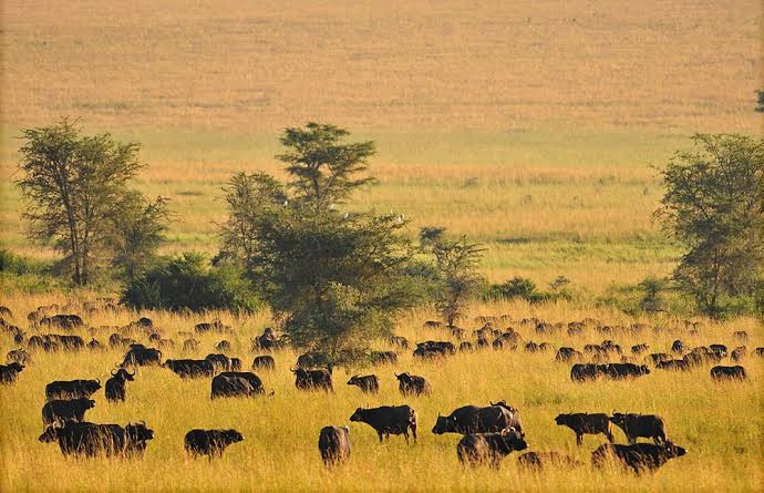 Kidepo safari drive from Gulu