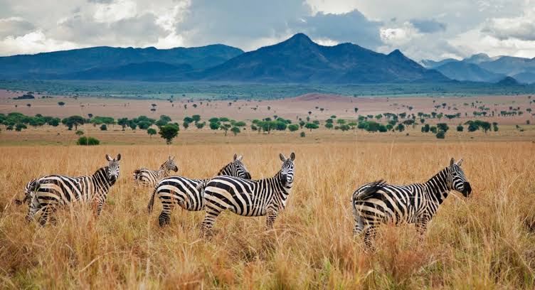 Kidepo Safari from Gulu 